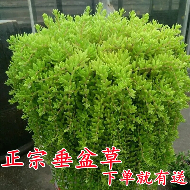 正宗垂盆草现采现发可种可食用阳台室内绿植盆栽垂盘草苗