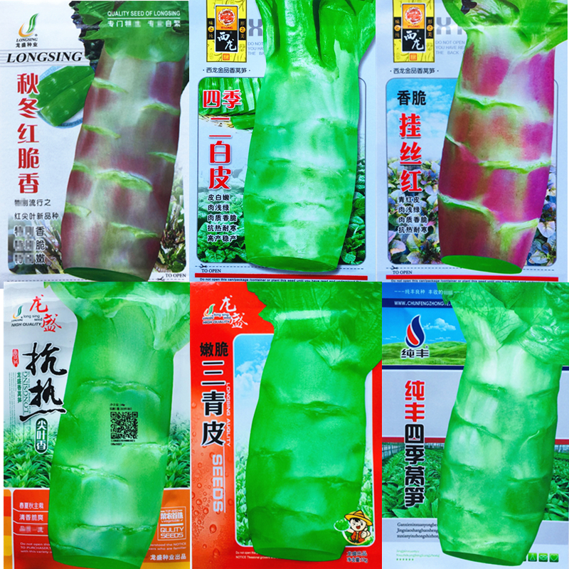 香脆青皮尖叶四季耐热大田莴苣