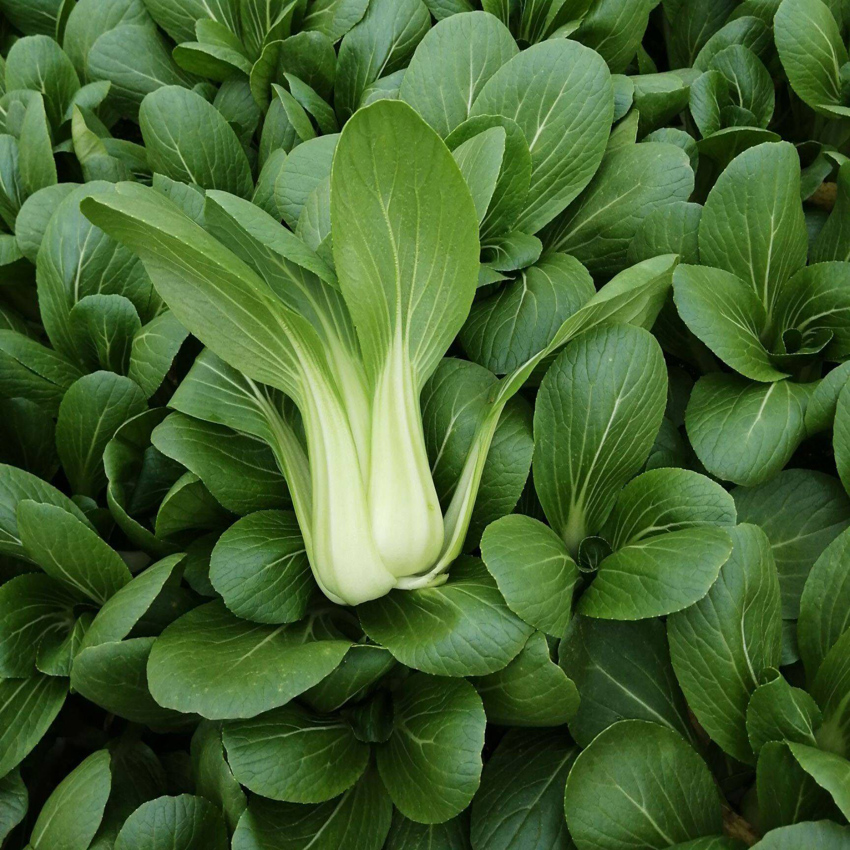 上海青鸡毛菜四五月慢阳台菜园盆栽四季小白菜青菜种子孑蔬菜种籽