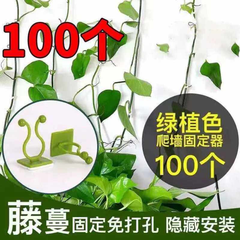 蔷薇爬墙器10-100个藤蔓绿植无痕攀爬免钉贴墙绿萝爬墙神器