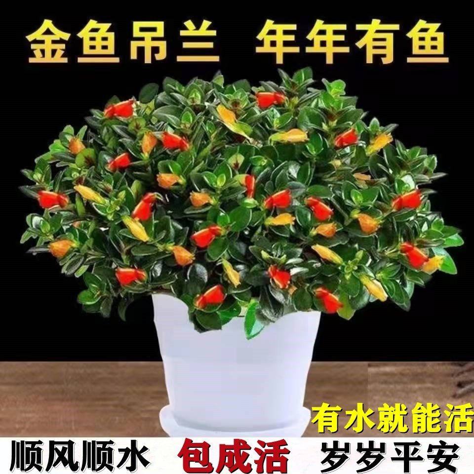 金鱼吊兰盆栽带花苞适合春天种的植物七彩各种花卉大全小阳台绿植