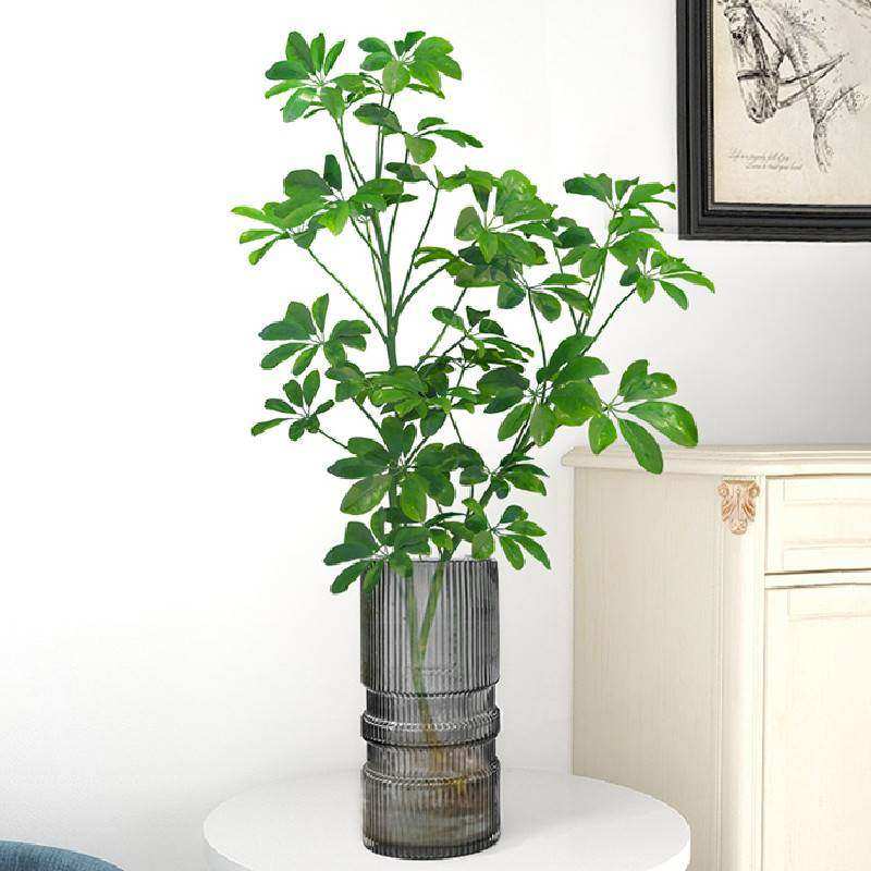 水培七叶莲客厅侘寂风绿植物盆栽室内外水养带根鸭脚木吊钟马醉木