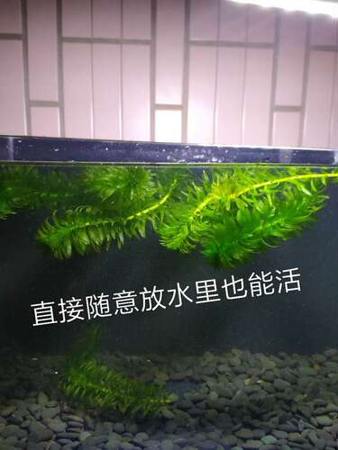 鱼塘水草