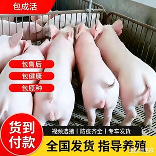 原种种太湖母猪杜洛克大约克公猪长白大白二土小香黑猪仔活苗包邮