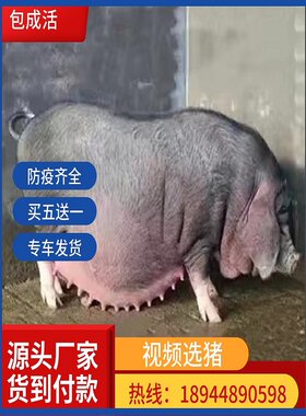 高产母猪原种太湖新美系货到付款