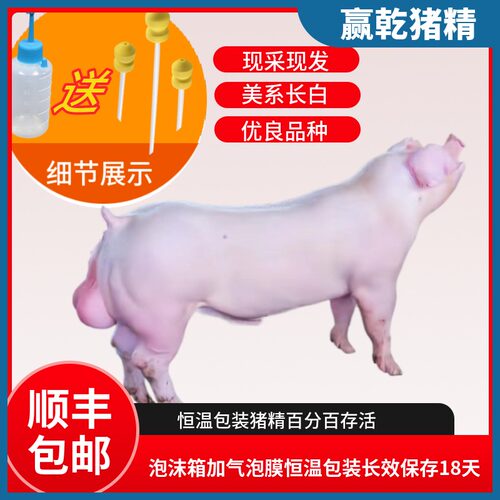 新鲜优质纯种猪冷冻精液