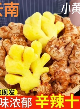 云南小黄姜新鲜现挖生姜黄姜农家土姜高山姜月子姜包邮整箱