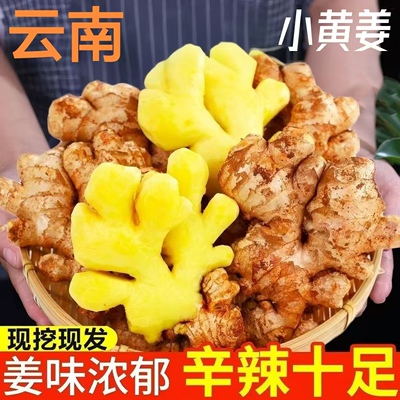 云南小黄姜新鲜现挖姜味辛辣