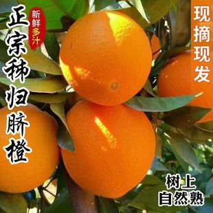 正宗秭归脐橙湖北宜昌橙子脐橙手剥橙新鲜水果整箱包邮