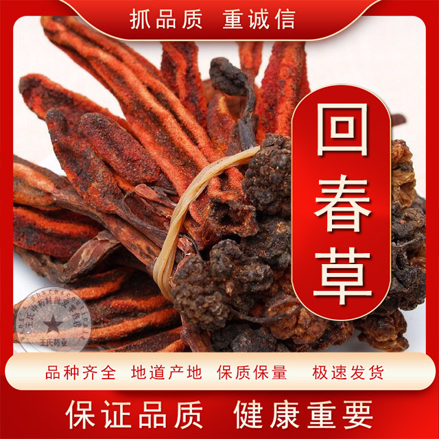 回春草野生顶天柱男性泡茶泡酒配方云南新货煲汤不老草回春草粉