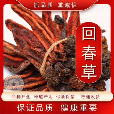 回春草野生顶天柱男性泡茶泡酒配方云南新货煲汤不老草回春草粉