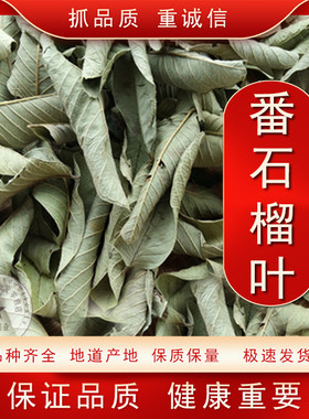 新鲜现摘野生红心番石榴叶 芭乐叶茶番石榴叶子自然晒干