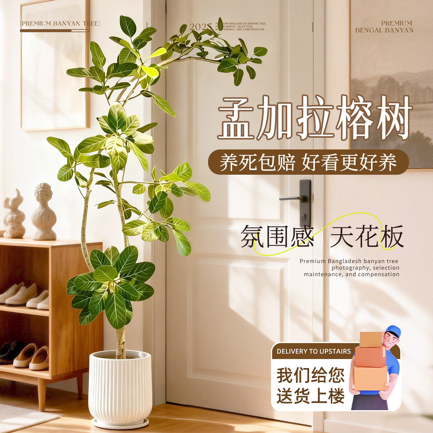 网红孟加拉榕盆栽大型绿植黄金榕高山榕树室内客厅落地橡皮面包树,鲜花速递/花卉仿真/绿植园艺,大型绿植/成品组合盆栽,淘宝优惠券,粉丝福利购,淘宝优惠卷