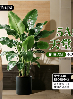 天堂鸟盆栽客厅室内大型绿植办公室真花卉鹤望兰轻奢观赏绿色植物