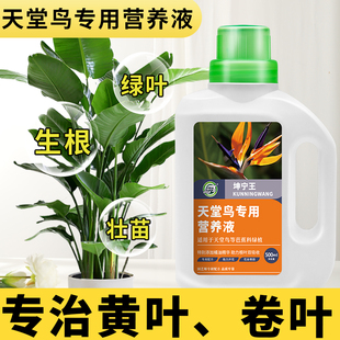 天堂鸟肥料专用营养液黄叶卷边裂开鹤望兰专用室内盆栽肥料营养液