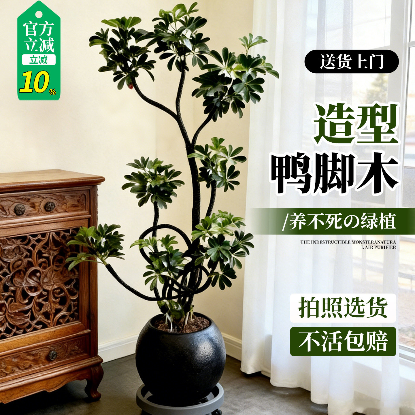 造型鸭脚木客厅绿植高级感室内大型盆栽高端大气上档次落地鸭掌木,鲜花速递/花卉仿真/绿植园艺,大型绿植/成品组合盆栽,淘宝优惠券,粉丝福利购,淘宝优惠卷