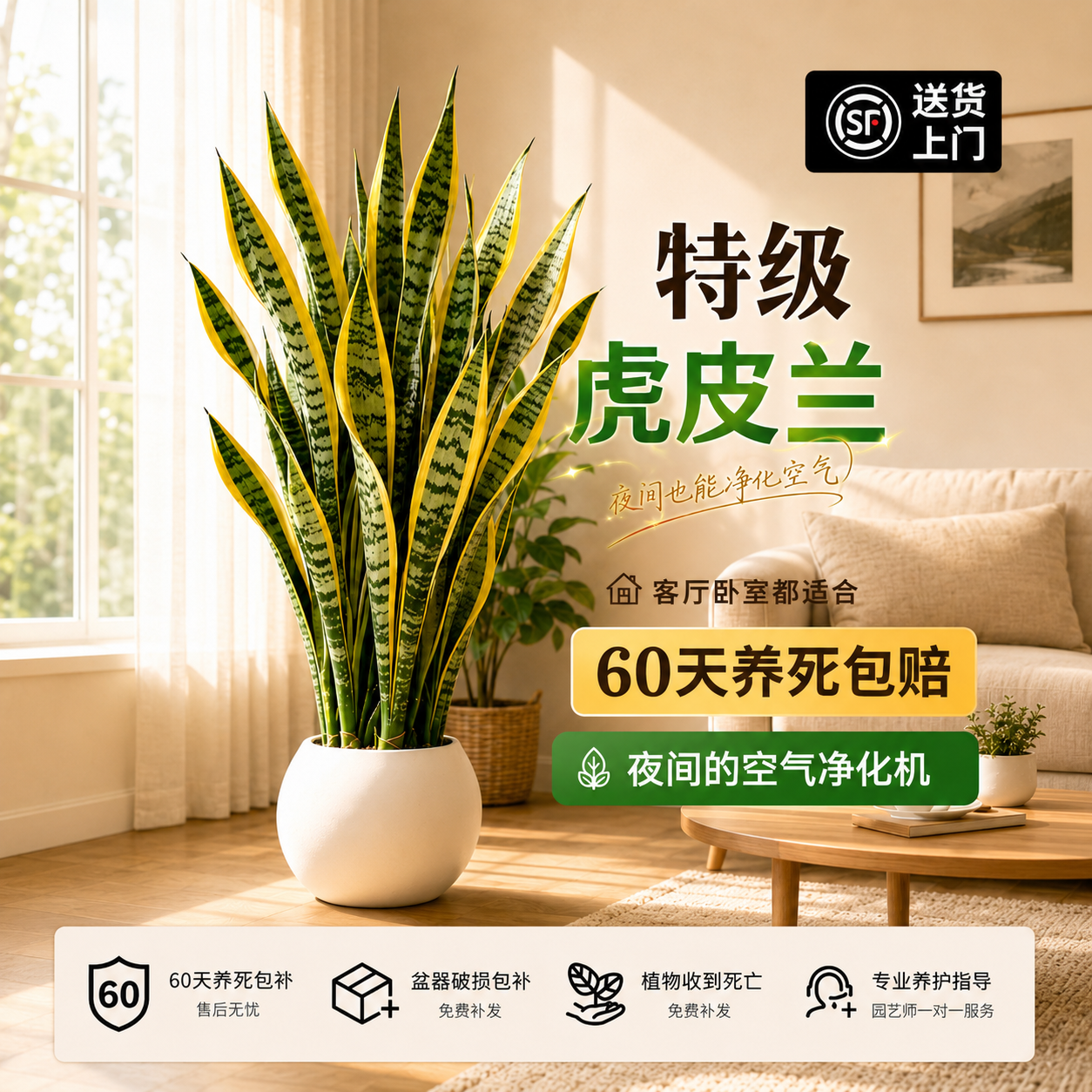 金边虎皮兰盆栽多肉植物阳台白玉虎皮兰绿植办公室桌面客厅虎尾兰