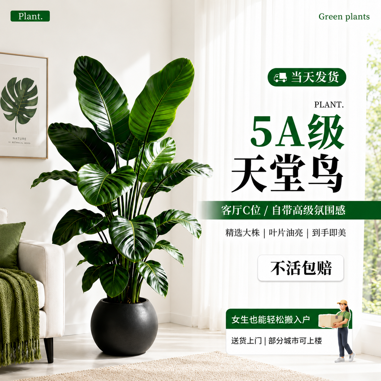 天堂鸟客厅大盆栽鹤望兰高级感室内落地式大型绿植物四季常青盆景