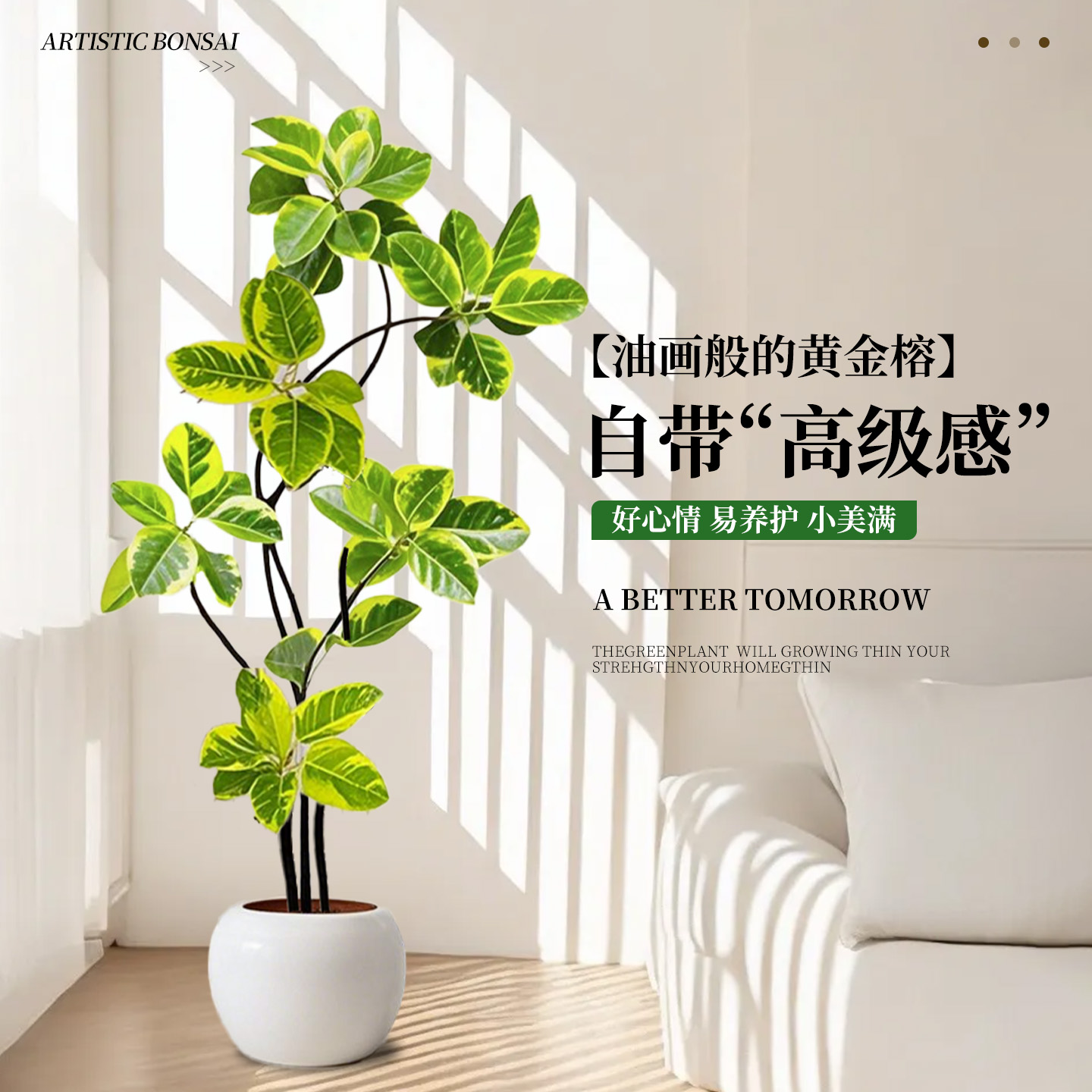 黄金榕客厅室内大型绿植好养活