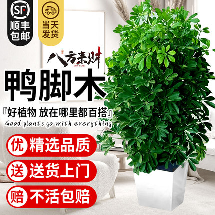 鸭脚木盆栽客厅绿植花卉室内大型八方来财鸭掌木七叶莲植物发财树