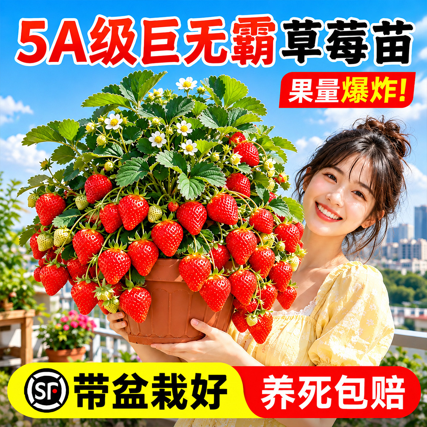 草莓苗秧穴盘苗四季结果苗盆栽玄玉室内阳台脱毒高产批发优质种植