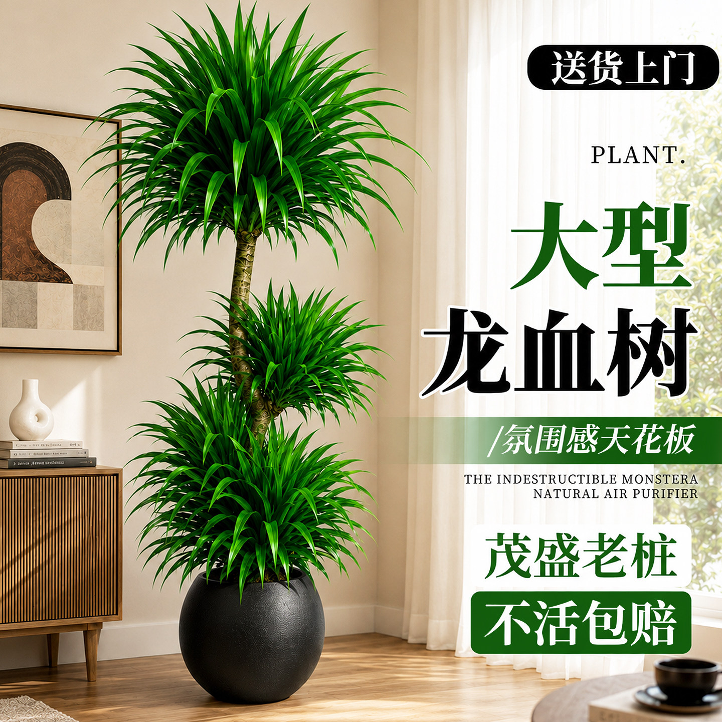 大型龙血树室内盆栽高级感好养图片