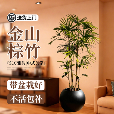 金山棕竹大型绿植客厅室内外