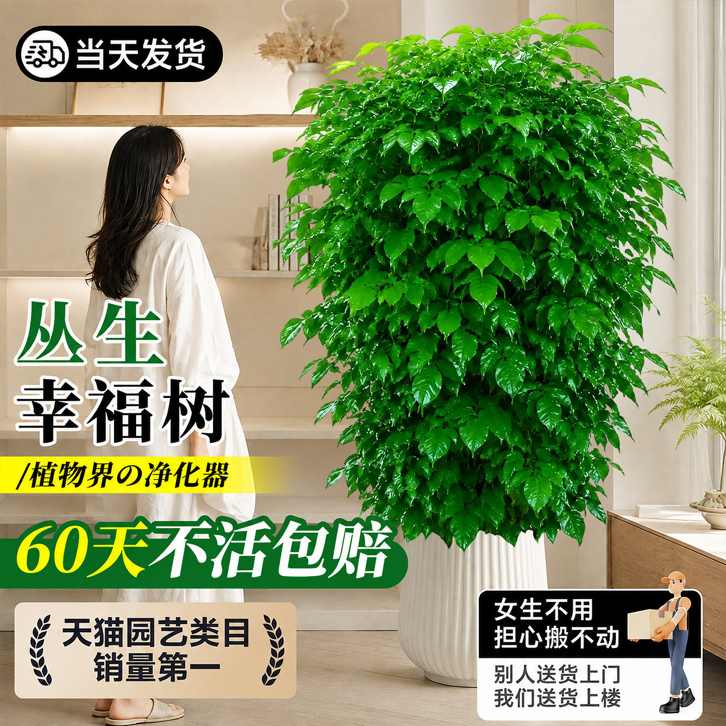 幸福树客厅盆栽大绿植室内好养植物易活花卉办公室内大型平安树苗