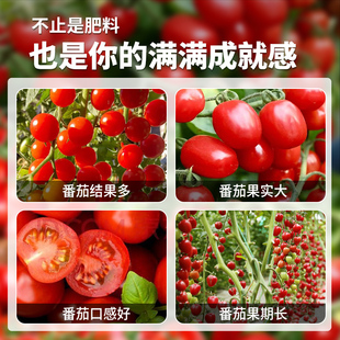 小番茄肥料营养液西红柿专用果蔬瓜果盆栽阳台蔬菜有机肥家用通用