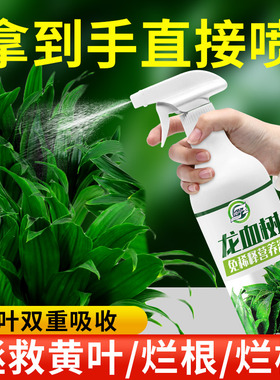 龙血树专用肥料营养液龙须树室内盆栽治黄叶干尖专用型绿植有机肥