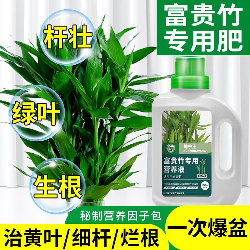 水养植物富贵竹叶子发黄怎么办