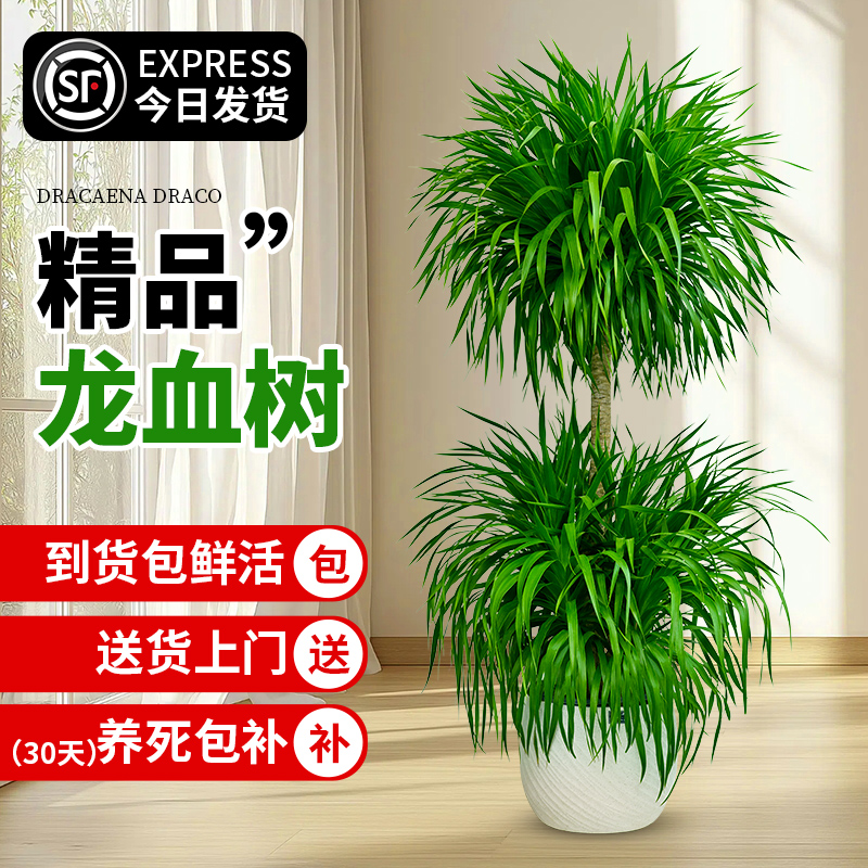 坤宁王龙血树盆栽室内大型绿植