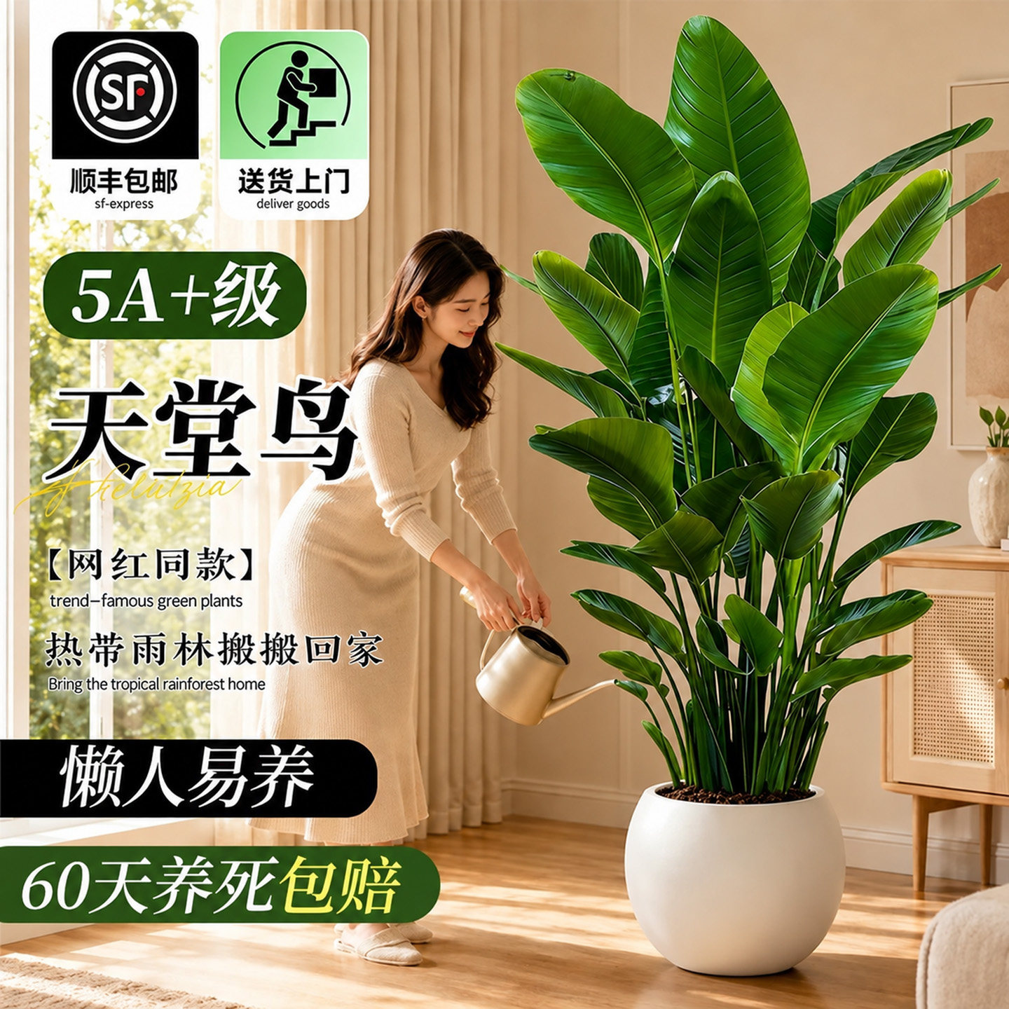 天堂鸟室内客厅高端大型绿植盆栽图片