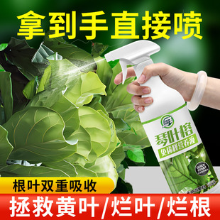 琴叶榕专用免稀释营养液肥料生根防锈斑褐斑病黄叶枯叶卷叶掉叶治