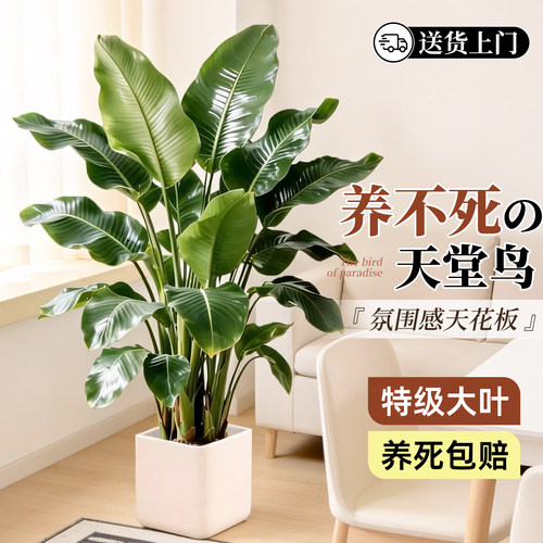 含盆特级大叶天堂鸟落地盆栽