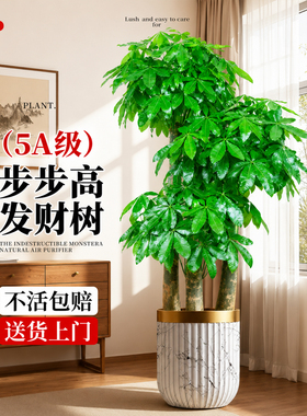 发财树三杆步步高客厅大型绿植原生大盆栽室内乔迁办公室开业送礼