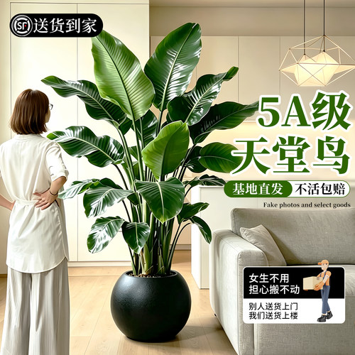 天堂鸟盆栽客厅室内大型绿植办公室真花卉鹤望兰轻奢观赏绿色植物
