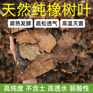 橡树叶腐熟君子兰专用土天然松针腐殖土发酵腐叶土营养土养花通用