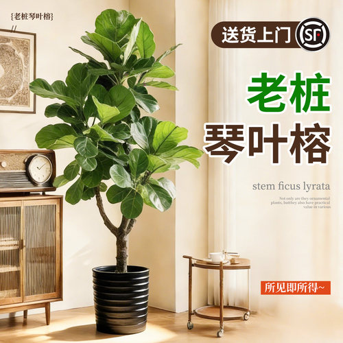 大琴叶榕客厅大型绿植真花落地