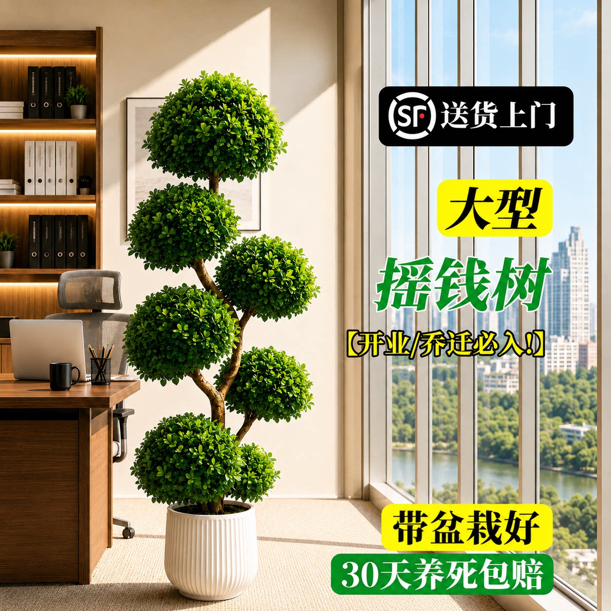 摇钱树盆栽金钱榕办公室大型发财树乔迁开业礼物室内客厅绿植招财