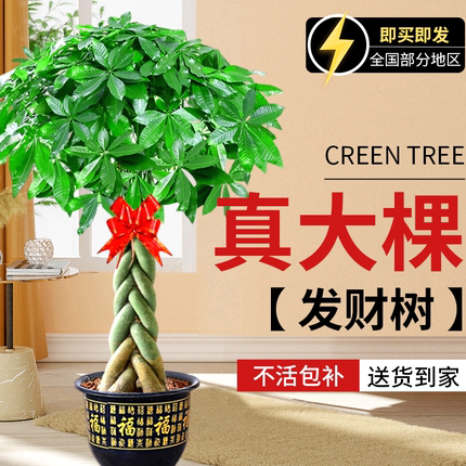 发财树盆栽室内大棵放客厅大型步步高招财树绿植物办公室开业乔迁