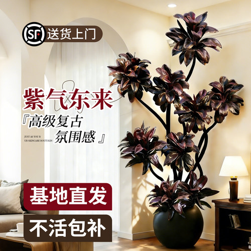 紫气东来大型盆栽室内阳台好养