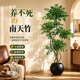 黑带南天竹