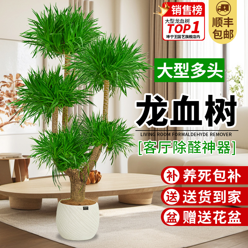 乔迁送礼多头龙血树盆栽大型绿植