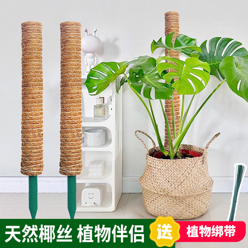 坤宁王植物攀爬柱长势旺盛