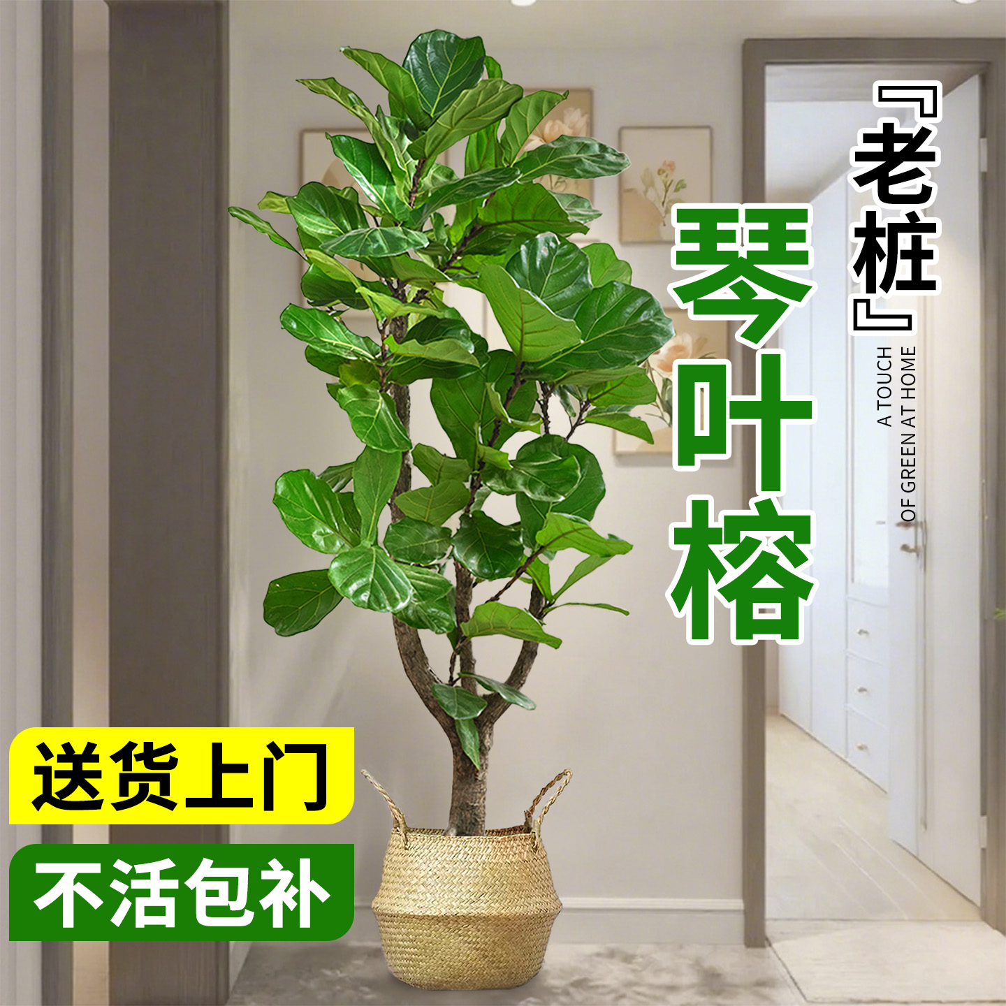 大琴叶榕客厅大型绿植真花落地