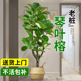 大琴叶榕客厅绿植物室内大型好养老桩大叶盆栽真花落地大号办公室
