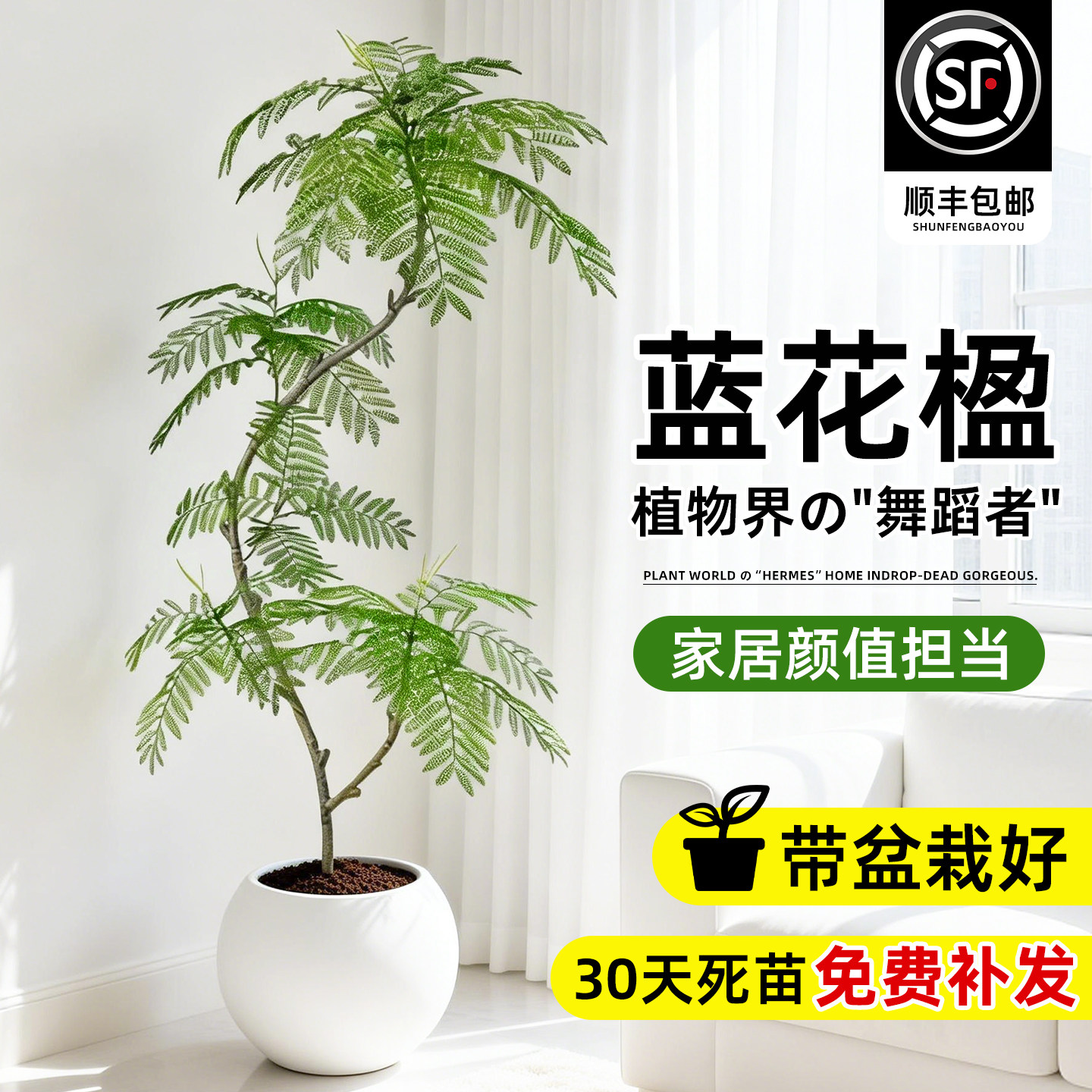 蓝花楹室内客厅大型绿植落地四季图片