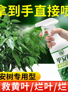 平安树专用免稀释营养液防治干尖