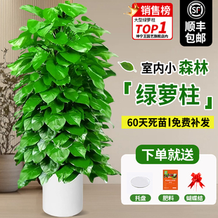大叶绿萝柱盆栽办公室内植物客厅大型绿植四季 常青绿箩吸甲醛新房
